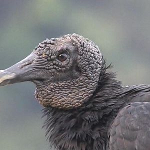 Black vulture