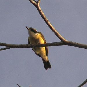 Great kiskadee