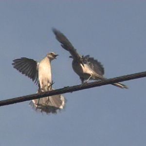 Tropical mockingbirds