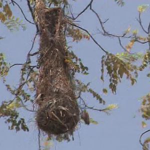 Crested oropendola hanging nest