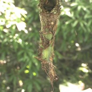 Hummingbird nest