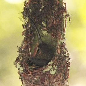 Hummingbird female on nest