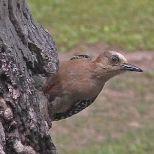 Red-crowned woodpecker