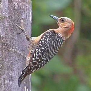 Red-crowned woodpecker 2