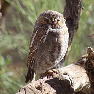 Elf Owl