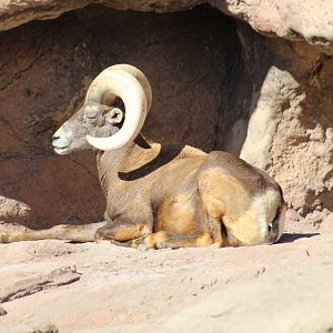 Desert Bighorn Sheep