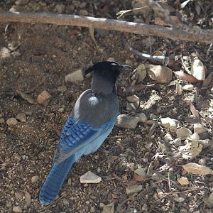 Steller's Jay