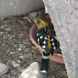 Hybrid Grosbeak