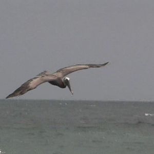 Brown pelican