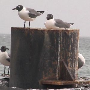 Laughing gulls