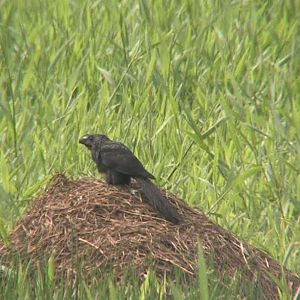 Smooth-billed Ani