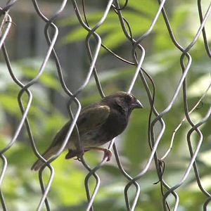 Imm. blue-black grassquit