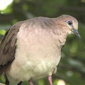 Eared dove