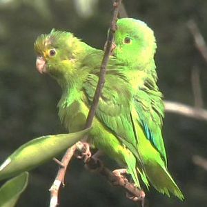 Green-rumped parrotlets