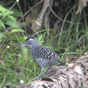 Female Barred-Ant Thrush