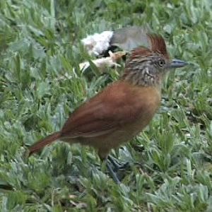 Male Barred Ant-thrush
