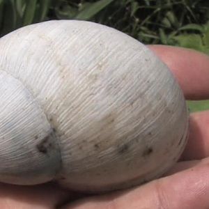 Land snail shell