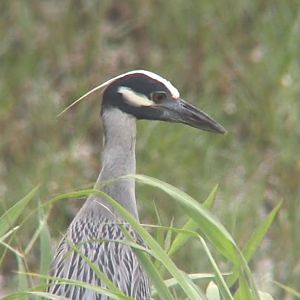 Yellow-crowned night heron