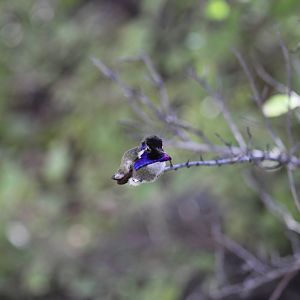 Hummingbird ID?