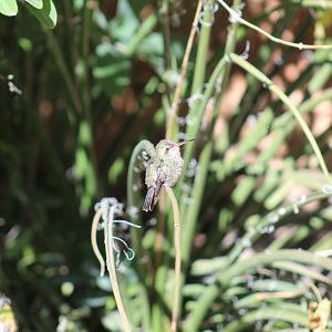 Hummingbird ID?