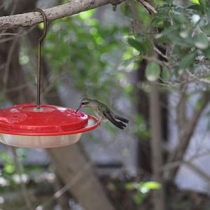 Hummingbird ID?