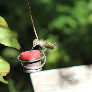 Hummingbird ID?