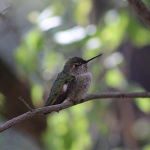 Hummingbird ID?