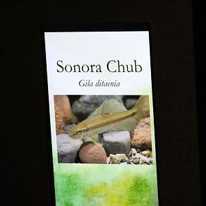 Sonoran Chub Signage