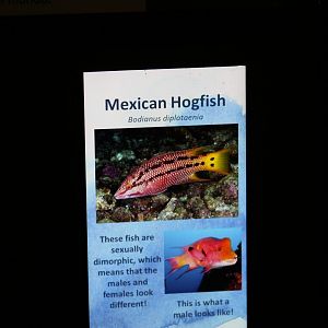 Mexican Hogfish Signage
