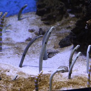 Garden Eels