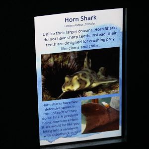 California Horn Shark Signage