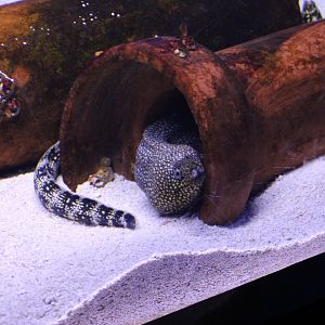 Jewelled Moray
