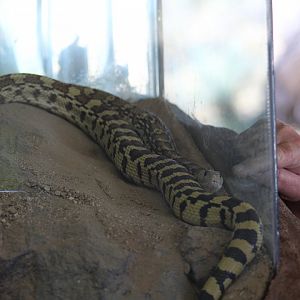 Gopher Snake
