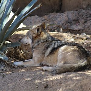 Mexican Wolf