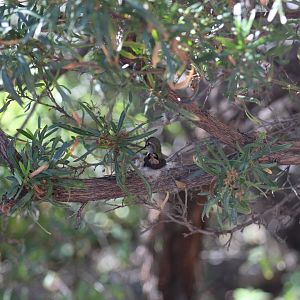 Nesting Hummingbird