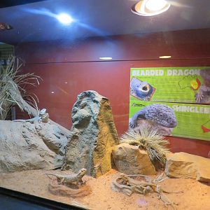 Bearded Dragon and Shingleback Exhibit