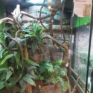 Boyd's Forest Dragon Exhibit