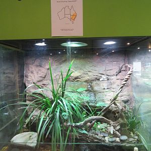 Frog Exhibit