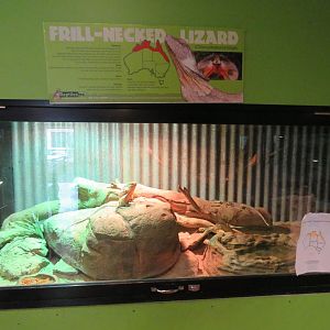 Frill Necked Lizard Exhibit