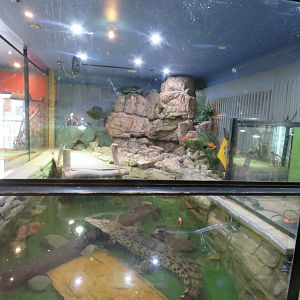 Saltwater Crocodile Exhibit