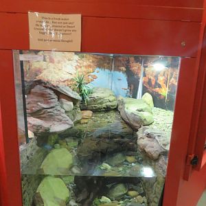 Freshwater Crocodile Exhibit