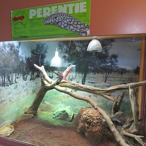 Perentie Exhibit