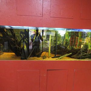 Eel exhibit