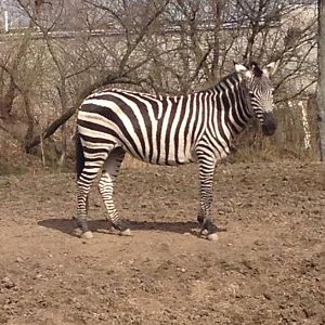 Penelope the Zebra