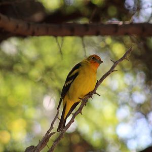 Western Tanager