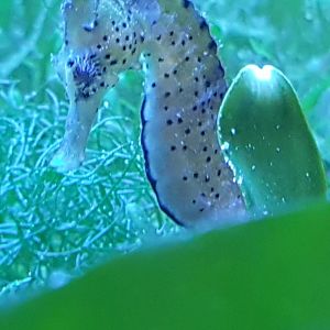Seahorse ID