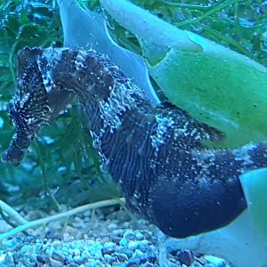Seahorse ID