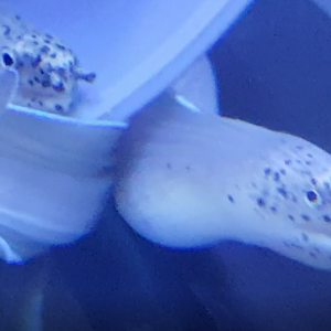 Ghost ribbon eels - Pseudechidna brummeri