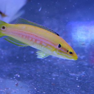 Bodianus bimaculatus