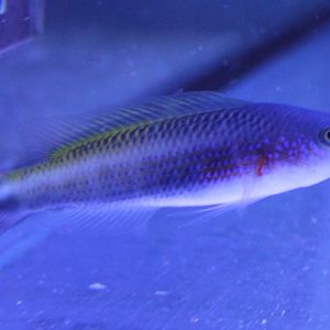 I think Pseudochromis bitaeniatus